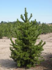 Lodgepole Pine